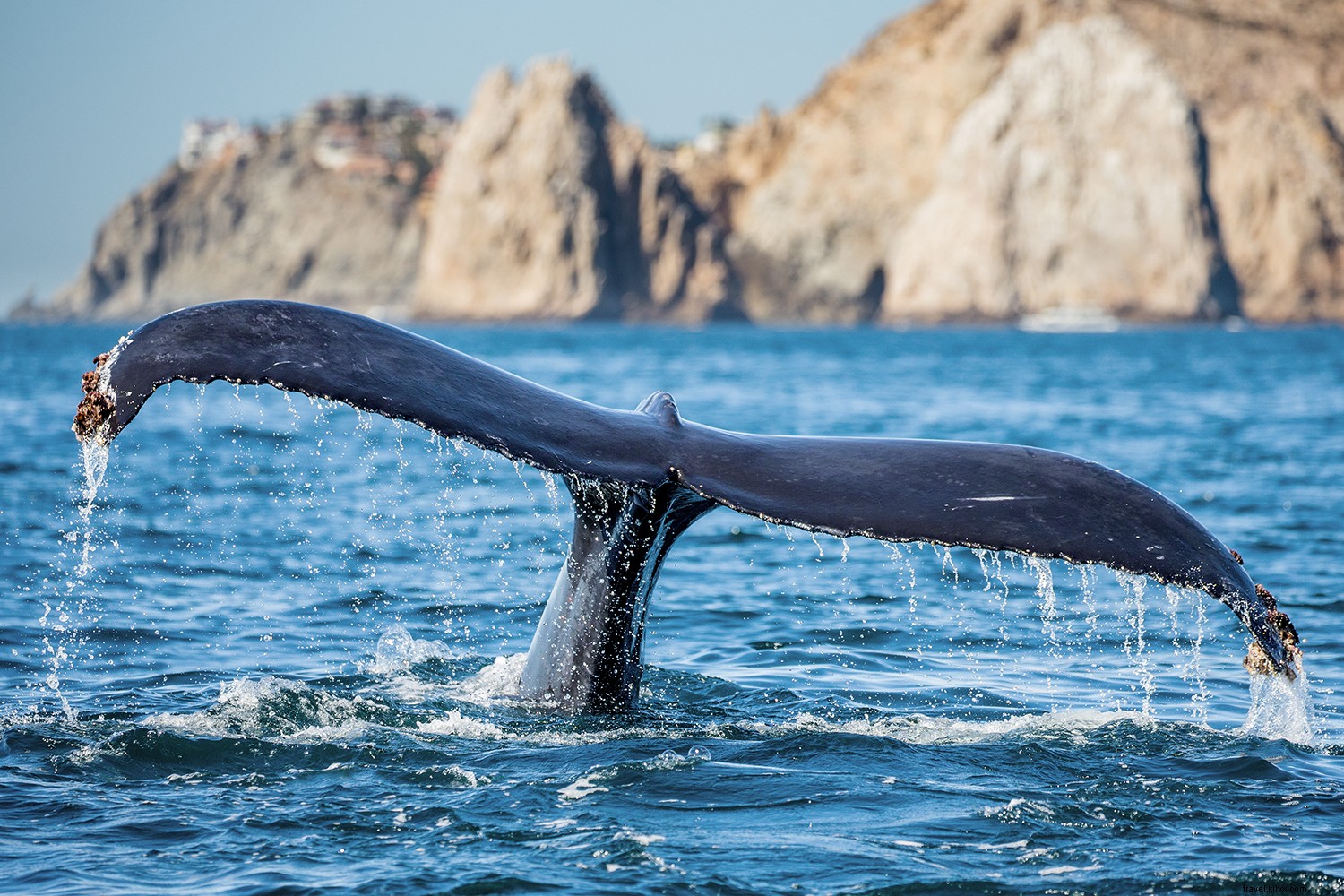 Los mejores lugares para avistar ballenas 